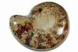 Cut and Polished Ammonite Fossil (Half) - Madagascar #328078-1
